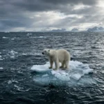 Polar bear standing on a small piece of melting sea ice, illustrating the question of whether AI is killing polar bears